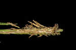 Godfrey's sedge